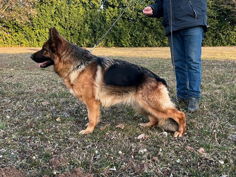 Vetrina cani  Cà Venier