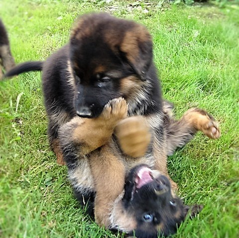 Cuccioli Cà Venier